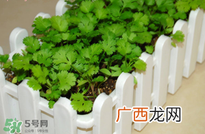 三月份可以种香菜吗？香菜几月份播种？