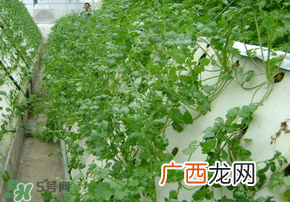 三月份可以种香菜吗？香菜几月份播种？