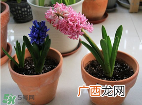 三月份可以种风信子吗?风信子几月份种植?