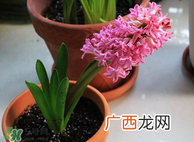 三月份可以种风信子吗?风信子几月份种植?