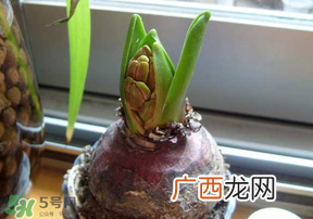 三月份可以种风信子吗?风信子几月份种植?