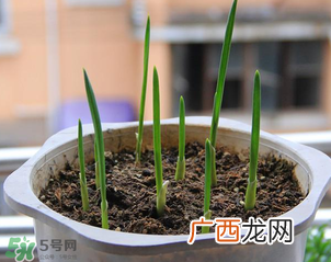 3月份可以种大蒜吗？三月份种什么农作物？