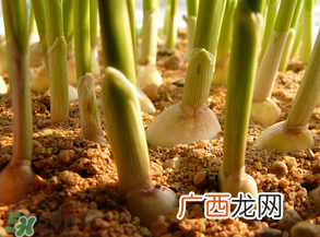 3月份可以种大蒜吗？三月份种什么农作物？