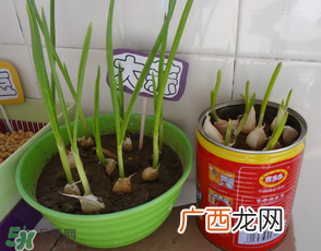 3月份可以种大蒜吗？三月份种什么农作物？