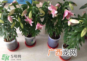 3月份可以种百合花吗？百合几月种植？