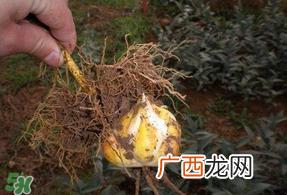 3月份可以种百合花吗？百合几月种植？