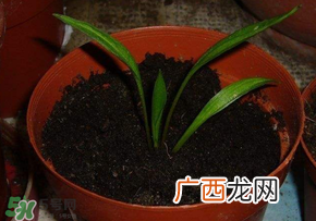 3月份可以种百合花吗？百合几月种植？