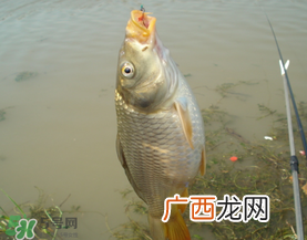 三月份钓鲤鱼好钓吗?3月份钓鲤鱼用什么好?