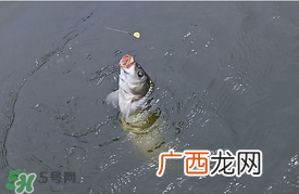 三月份钓鲤鱼好钓吗?3月份钓鲤鱼用什么好?