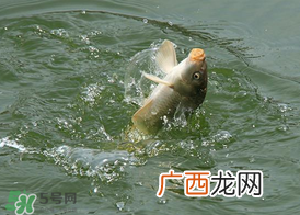 三月份钓鲤鱼好钓吗?3月份钓鲤鱼用什么好?