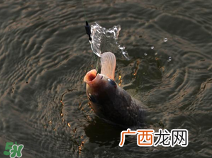 3月份钓什么鱼？3月份怎么钓鱼？