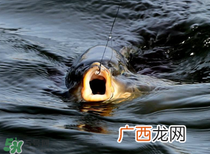3月份钓什么鱼？3月份怎么钓鱼？