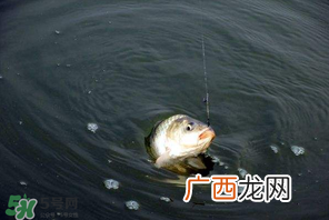 3月份钓鱼用什么饵料？三月份钓鱼用什么鱼饵？