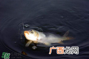 3月份钓鱼用什么饵料？三月份钓鱼用什么鱼饵？
