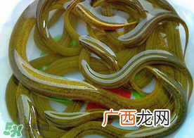 三月份可以钓黄鳝吗？几月可以钓黄鳝？