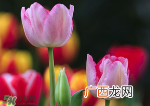 郁金香3月份还能种吗?三月份种郁金香可以吗?
