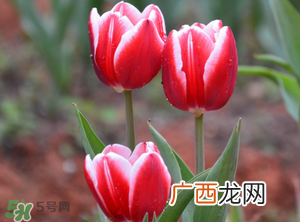 郁金香3月份还能种吗?三月份种郁金香可以吗?