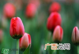 郁金香3月份还能种吗?三月份种郁金香可以吗?