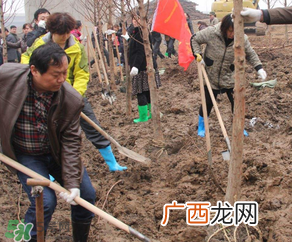 ?3月份可以种什么??3月份可以种什么果树?