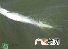 ?3月份可以钓翘嘴吗？翘嘴几月份好钓？