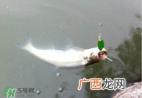 ?3月份可以钓翘嘴吗？翘嘴几月份好钓？