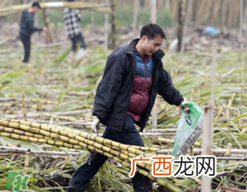 3月份能吃甘蔗吗？三月份的甘蔗能吃吗？
