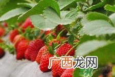 阳台上怎么种草莓？如何在阳台上种草莓？