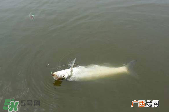 春分节气好钓鱼吗？春分钓鱼技巧