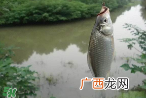 春分节气好钓鱼吗？春分钓鱼技巧