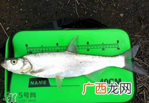 春分节气好钓鱼吗？春分钓鱼技巧