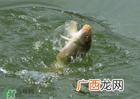 惊蛰过后好钓鱼吗？惊蛰后阴雨天好钓鱼吗？
