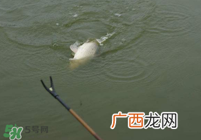惊蛰过后好钓鱼吗？惊蛰后阴雨天好钓鱼吗？