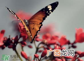 惊蛰过后一周会下雨吗？惊蛰下雨好吗？