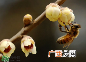 惊蛰过后一周会下雨吗？惊蛰下雨好吗？