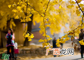 惊蛰能回娘家吗？惊蛰有什么禁忌？