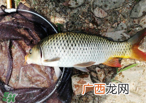 惊蛰前后可以夜钓鲤鱼吗？惊蛰前后钓鱼技巧