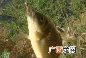 惊蛰前后可以夜钓鲤鱼吗？惊蛰前后钓鱼技巧