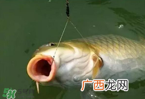 惊蛰前后可以夜钓鲤鱼吗？惊蛰前后钓鱼技巧