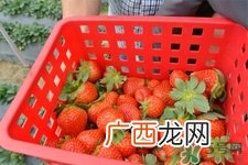 自己在家种草莓好养吗?如何在家里种草莓?