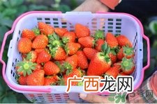 家里可以种草莓吗？阳台上可以种草莓吗？