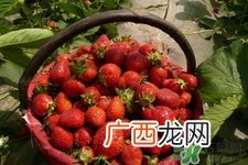 家里可以种草莓吗？阳台上可以种草莓吗？