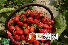 四月份可以种草莓吗？四月份种草莓能结果吗？