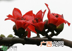春分会下雨吗？春分节气下雨好还是不好？