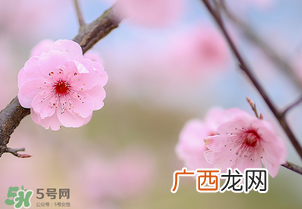 春分开什么花？春分什么花开？