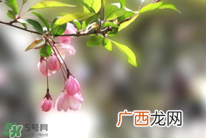 春分开什么花？春分什么花开？
