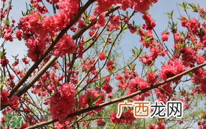 春分开什么花？春分什么花开？
