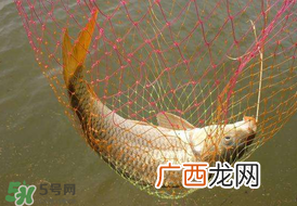 惊蛰前后好钓鱼吗？惊蛰前后钓鱼技巧