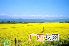 3月份能看到油菜花吗?三月份有油菜花看吗?