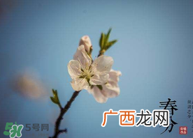 春分种什么菜？春分适合种什么菜？