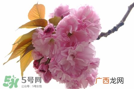 盆栽樱花要经常浇水吗？樱花盆栽几天浇一次水？